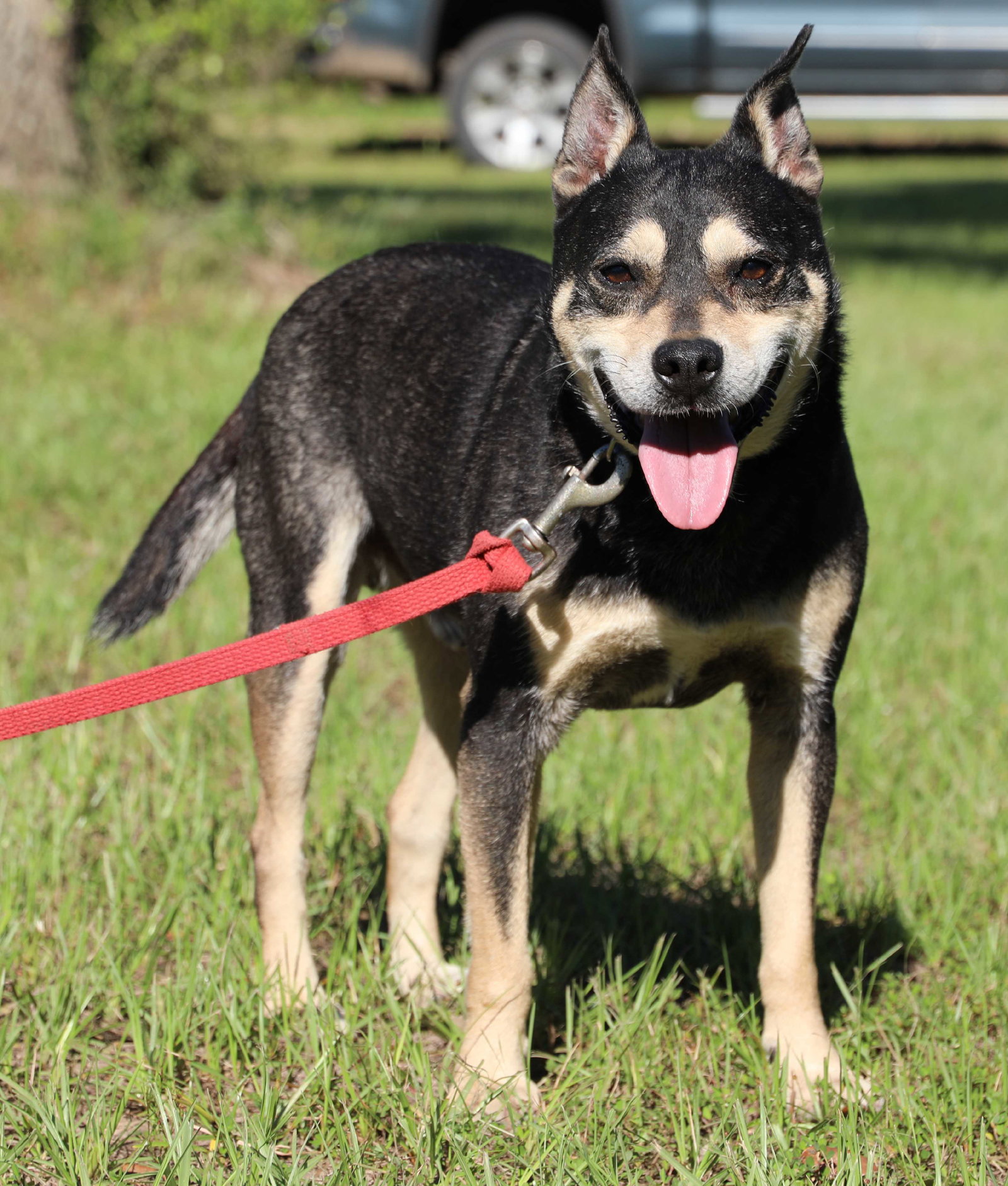 Australian Kelpie