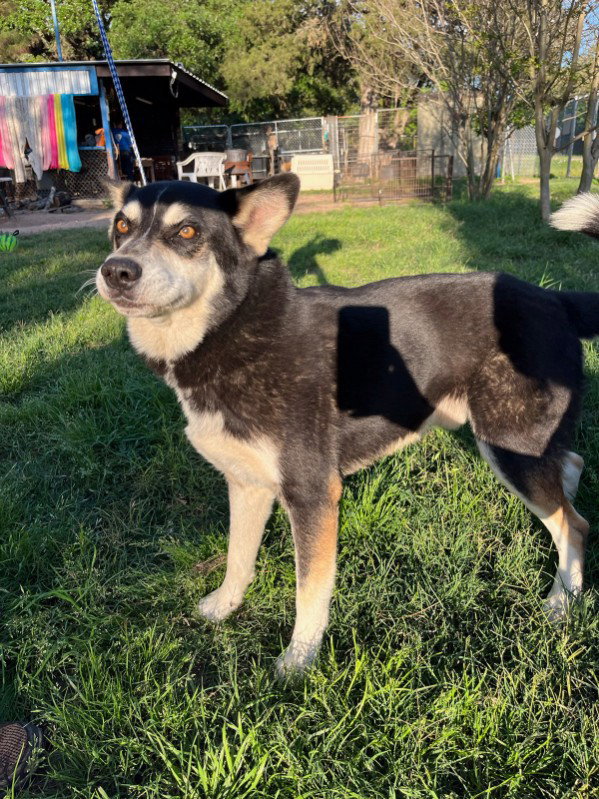 Siberian Husky