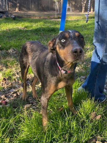 Catahoula Leopard Dog