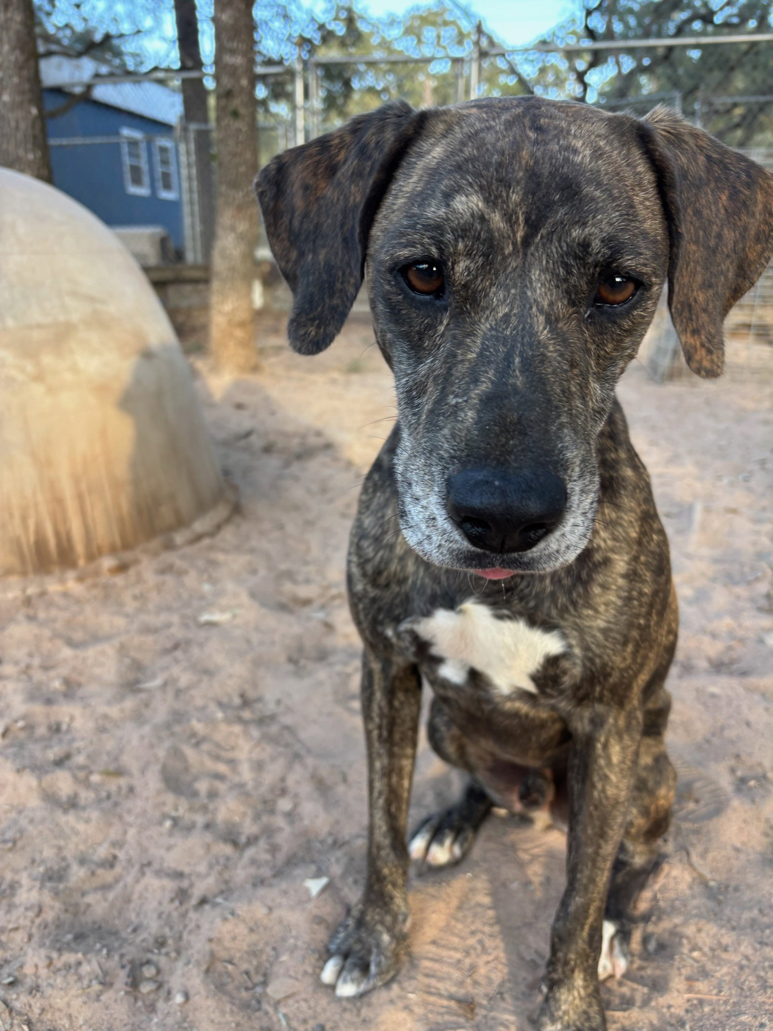 Catahoula Leopard Dog