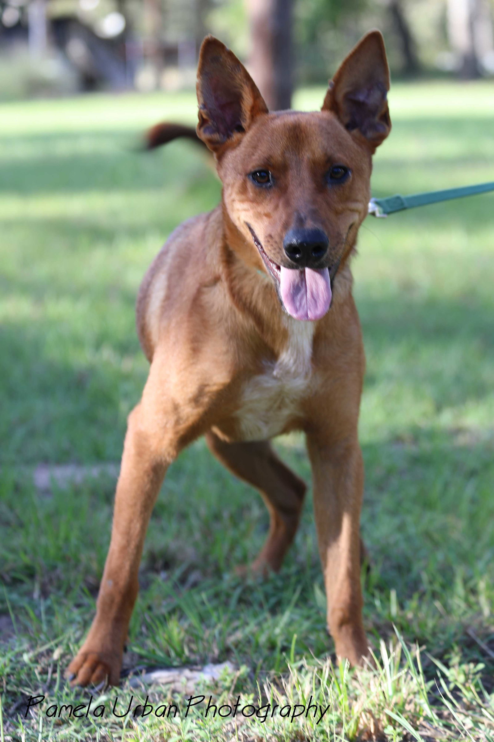 Australian Cattle Dog