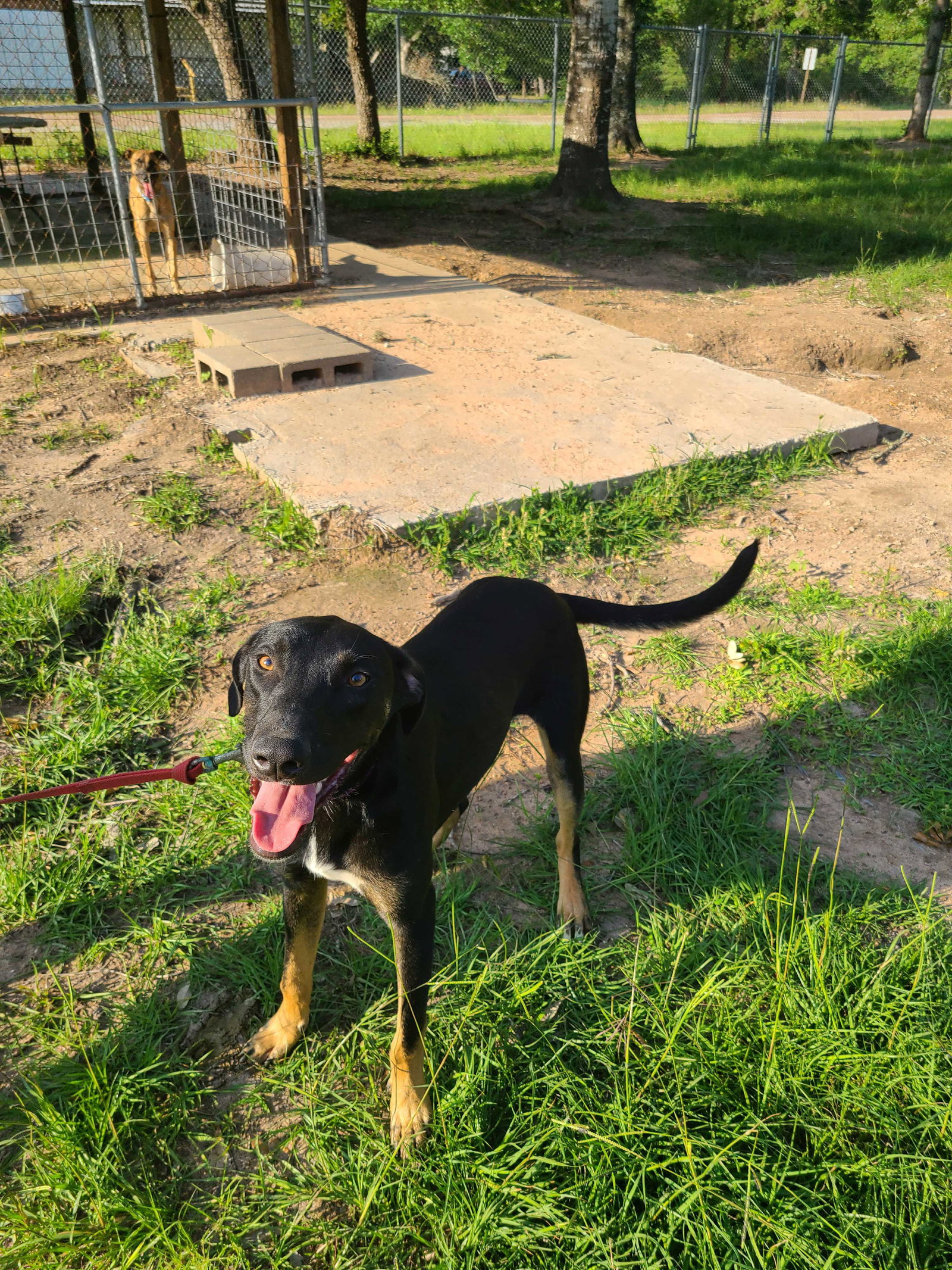 Labrador Retriever