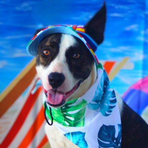 Dante JuM, an adoptable Pointer in Von Ormy, TX
