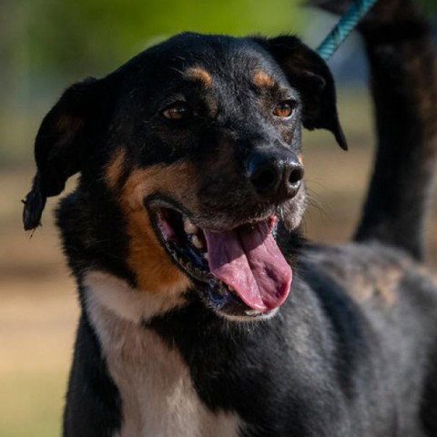 Fury JuM aka Rocky, an adoptable Doberman Pinscher in Von Ormy, TX