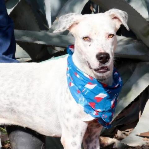 Julian JuM, an adoptable Pointer in Von Ormy, TX