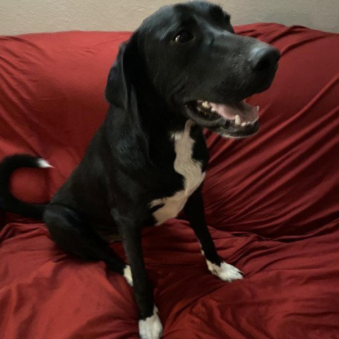 Labrador Retriever