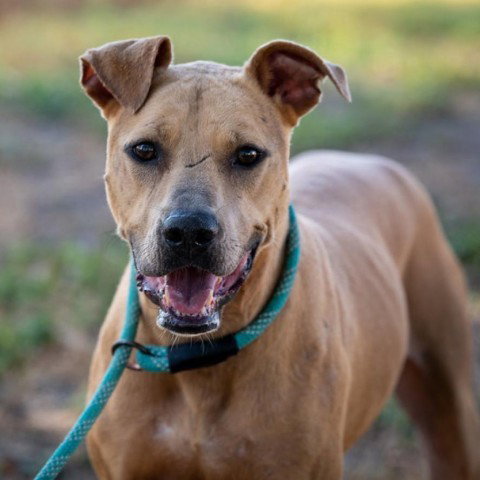 Pit Bull