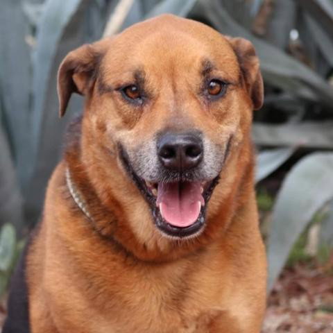 Rottweiler