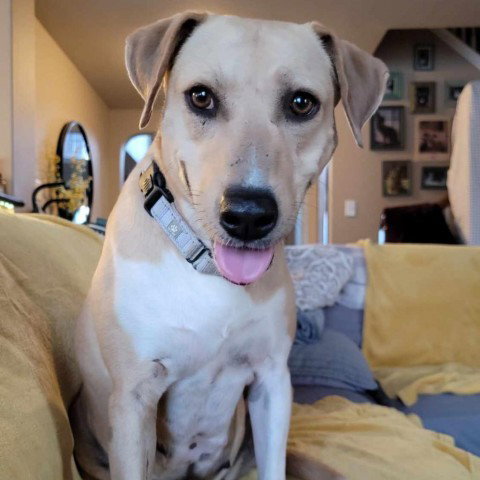 Labrador Retriever