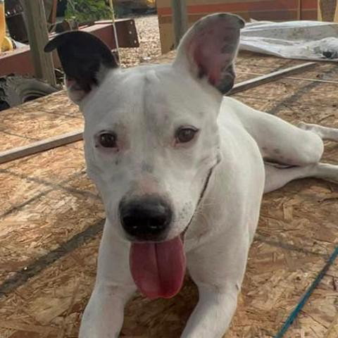Pit Bull