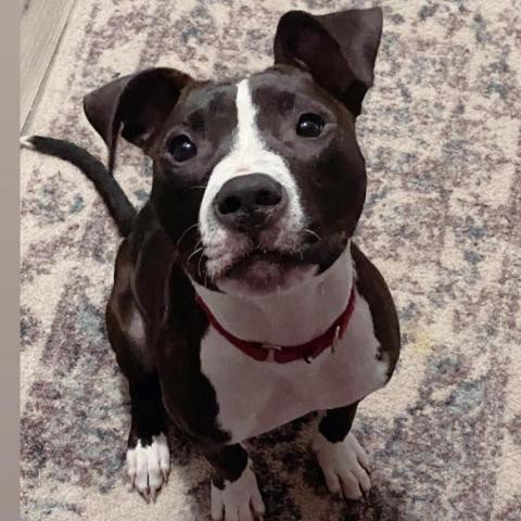 Pit Bull