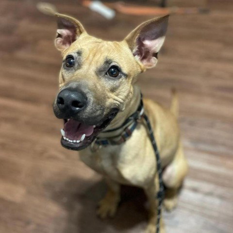 Pit Bull