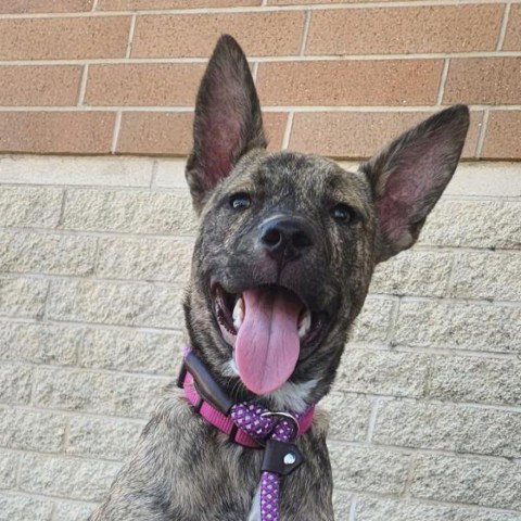 Daisy Jum, an adoptable Plott Hound in Von Ormy, TX