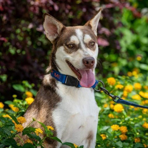Siberian Husky