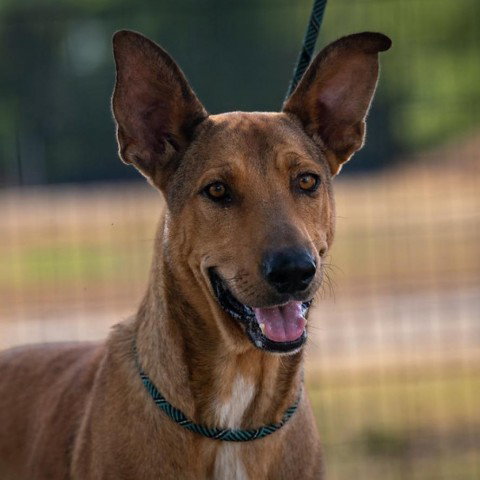 German Shepherd