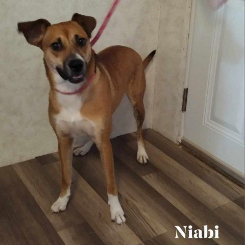 Niabi JC — thumbnail 3