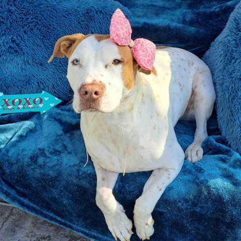 Pit Bull