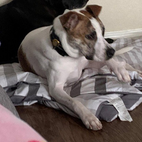 Terrier