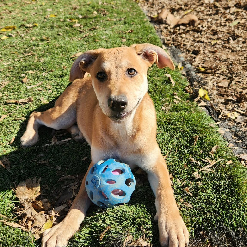 Cypress Dd