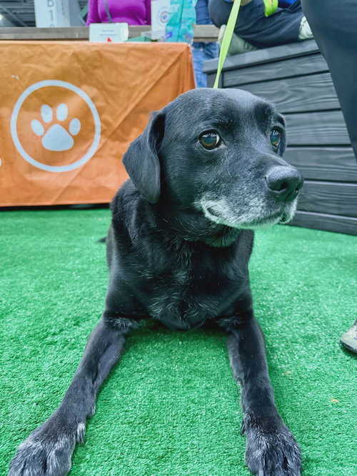 Reggie, an adoptable Beagle in Ft. Thomas, KY