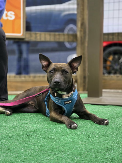 Vera, an adoptable Pit Bull Terrier in Ft. Thomas, KY