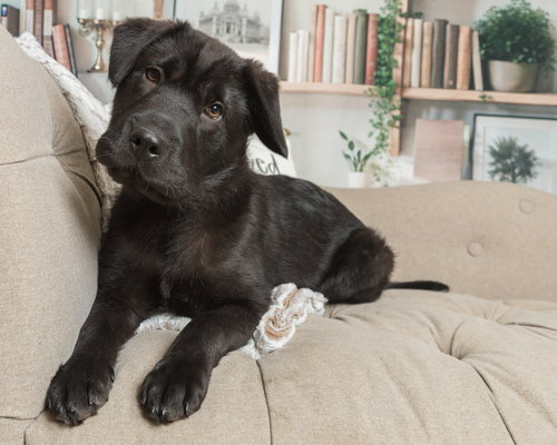 Bear, an adoptable Shar Pei in Ft. Thomas, KY