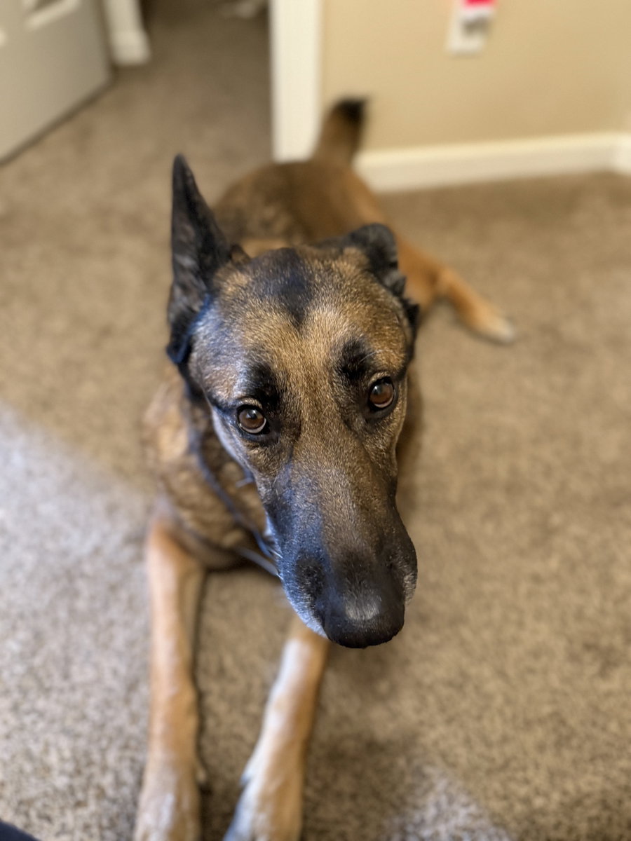 Achilles COURTESY
