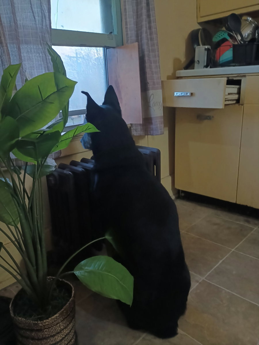 Jet