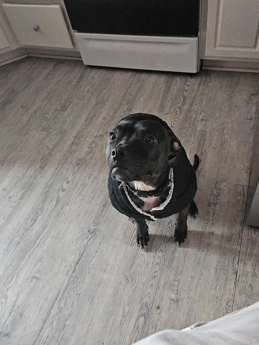 Boomer COURTESY