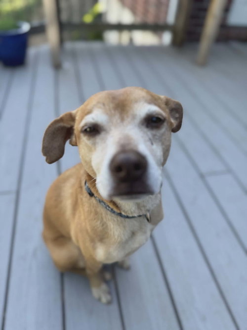 Fawn, an adoptable Rat Terrier in Ft. Thomas, KY