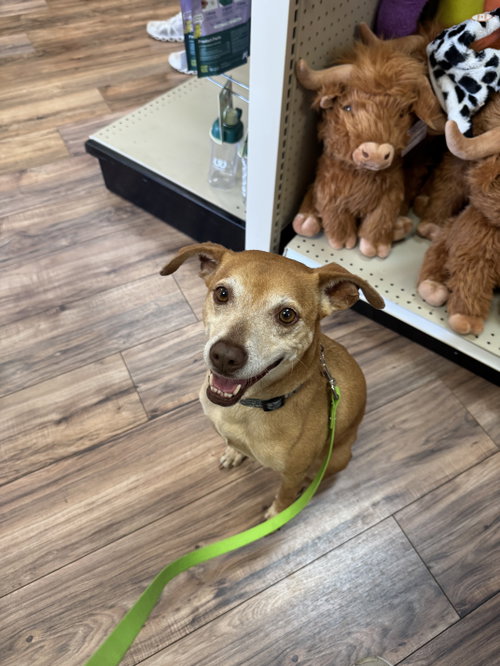 Fawn, a dog for adoption from Lucky Tales Rescue
