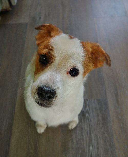 Josie, an adoptable Jack Russell Terrier in Ft. Thomas, KY