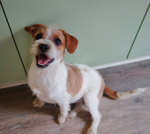 Lottie, an adoptable Jack Russell Terrier in Ft. Thomas, KY