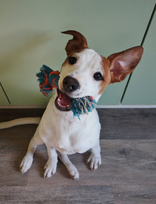 Maisie, an adoptable Jack Russell Terrier in Ft. Thomas, KY