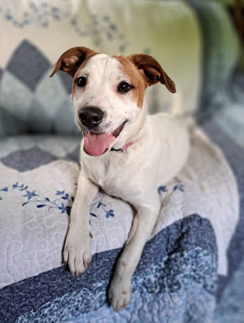 Maisie, an adoptable Jack Russell Terrier in Ft. Thomas, KY