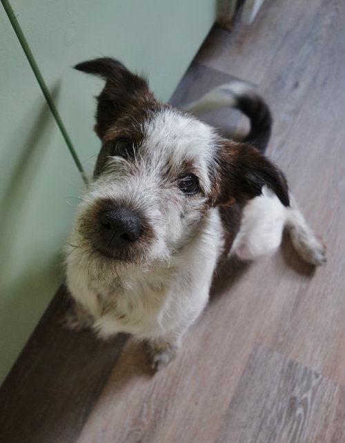 Tillie, an adoptable Jack Russell Terrier in Ft. Thomas, KY