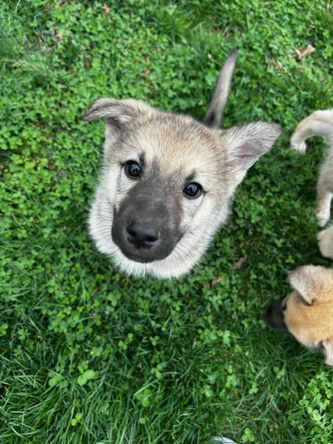Peep, an adoptable German Shepherd Dog in Ft. Thomas, KY