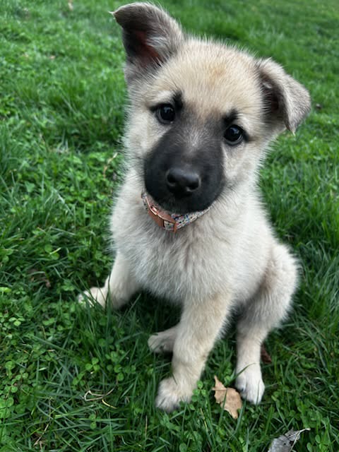 Jelly Bean, an adoptable German Shepherd Dog in Ft. Thomas, KY