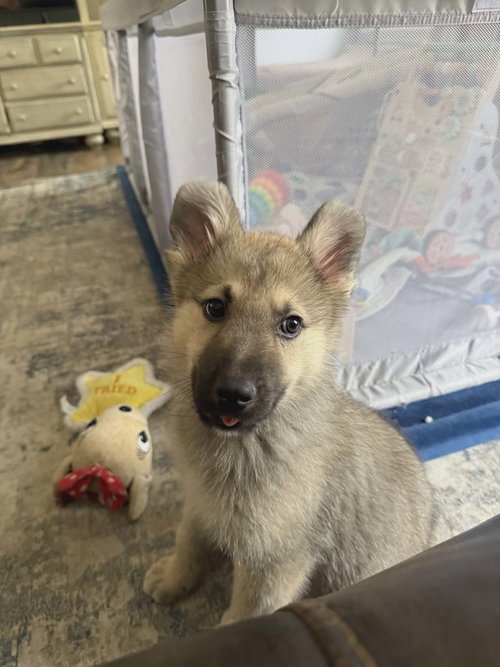 Spark, an adoptable German Shepherd Dog in Ft. Thomas, KY