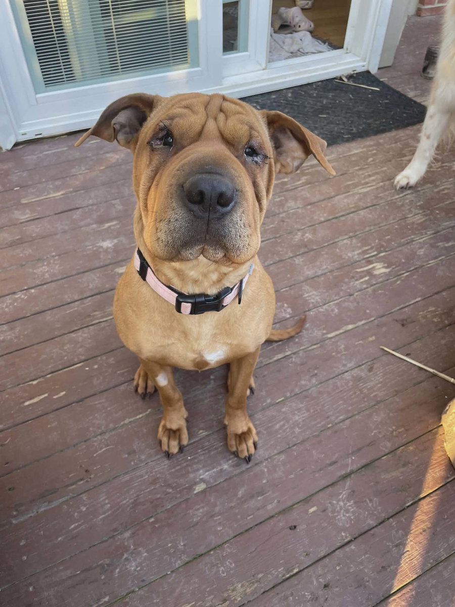 Piper