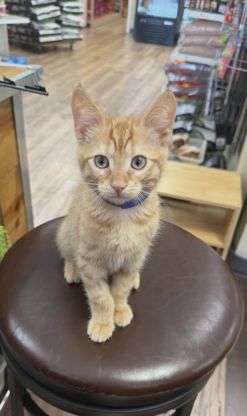 Ranch, an adoptable American Shorthair in Ft. Thomas, KY