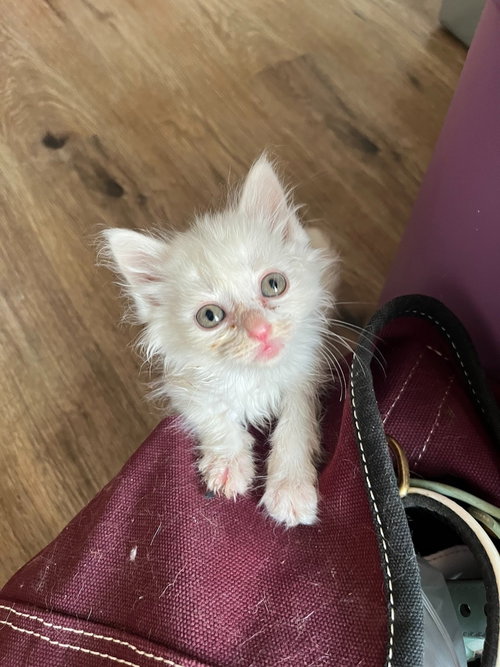 Pansy, an adoptable Domestic Long Hair in Ft. Thomas, KY