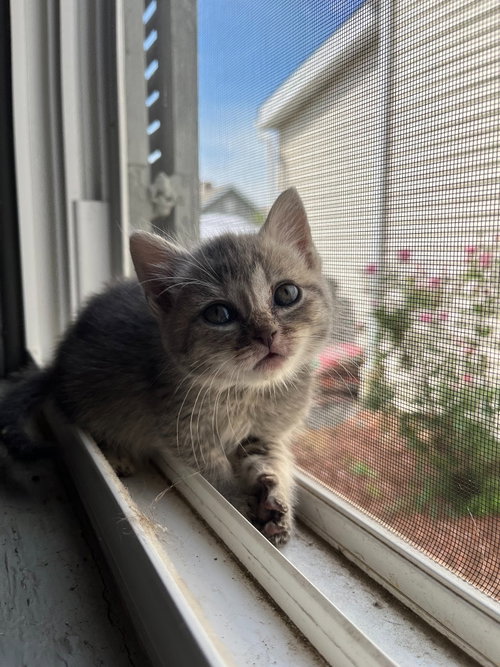 Delphine, an adoptable Domestic Long Hair in Ft. Thomas, KY