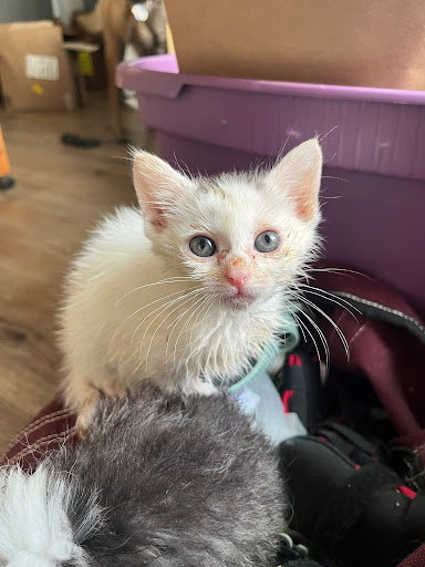 Mullet Man, an adoptable Domestic Long Hair in Ft. Thomas, KY