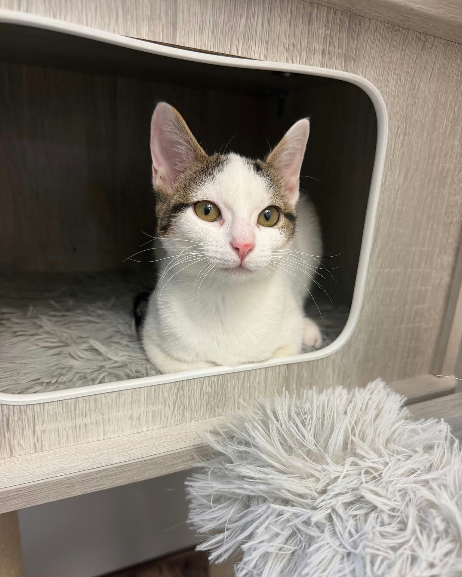 Tulip, Domestic Short Hair