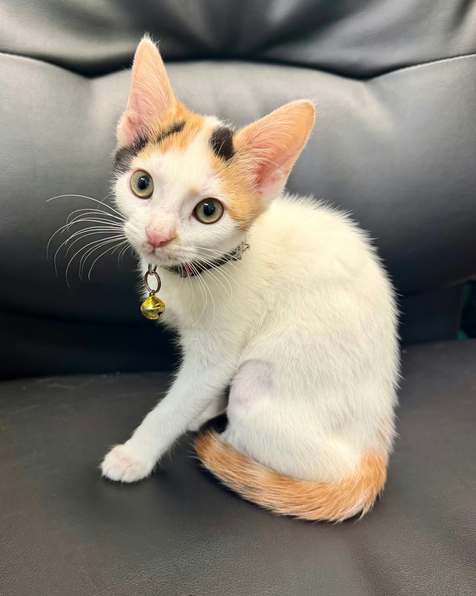 Suzie Q, American Shorthair