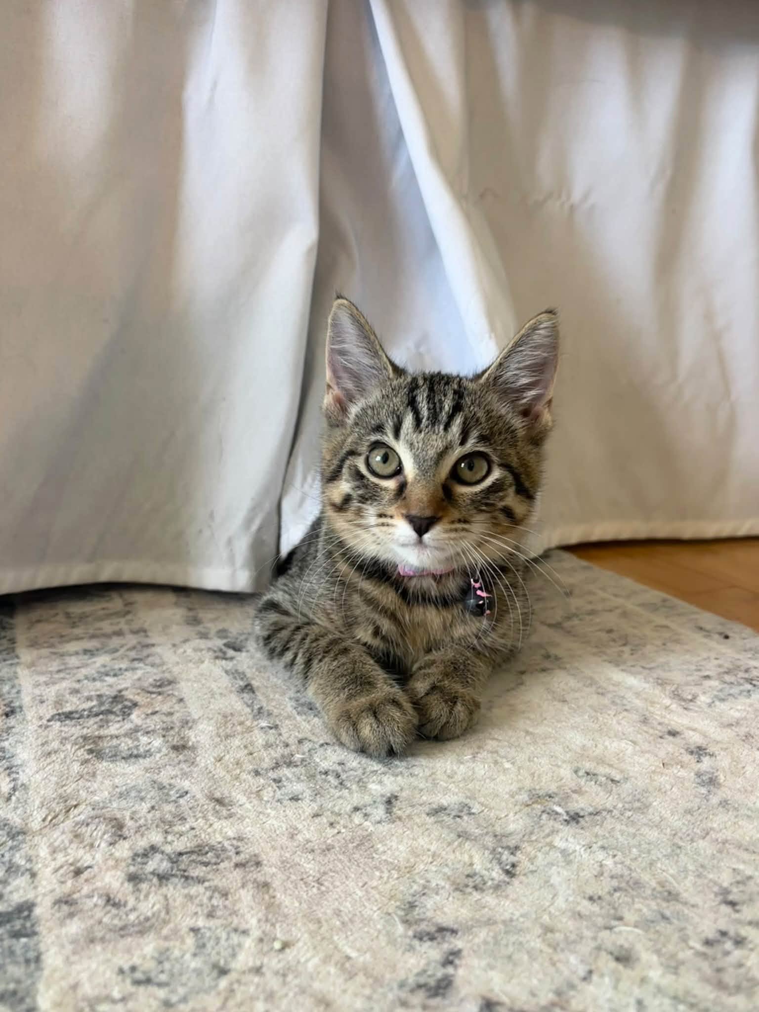 Tabby, Domestic Short Hair