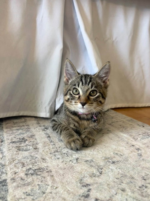 Tabby, a cat for adoption from Lucky Tales Rescue