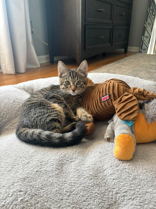Photo 2 of Tabby