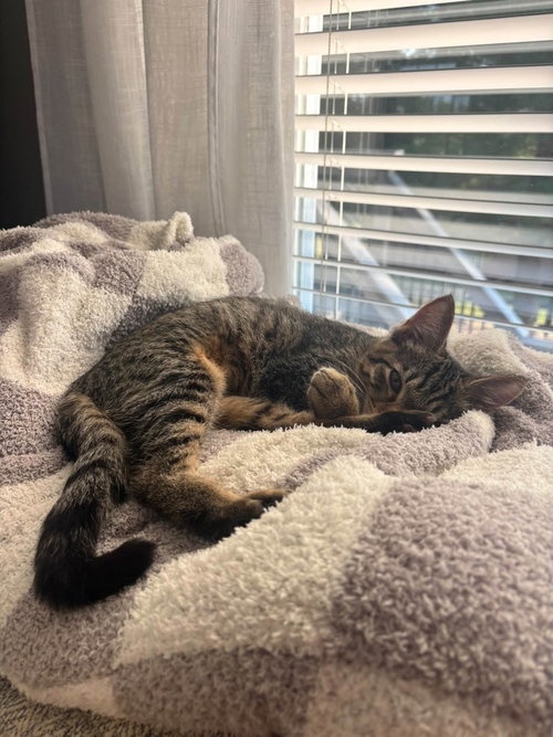 Photo 3 of Tabby